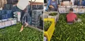 Mide bulandıran görüntüler Türkiye'den! Çıplak ayakla salatalık havuzuna daldı