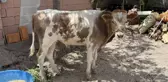 3 aylıkken ahırdan kaçtı, Kurban'a günler kala yakalandı