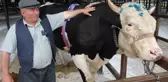 Kütahya'da 1 ton 200 kiloluk kurbanlık 350 bin TL'ye satıldı