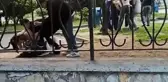 Parkta kızların da olduğu 3 grup birbirlerine acımasızca vurdu