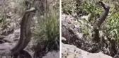 Kamerayla görüntülediği yılanın saldırısına uğradı