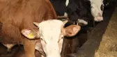 Kurban Bayramı'nda berberler bile bu işe giriyor! 63 bin TL cezası var