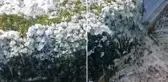 Yer: Osmaniye! Mezarlıkta çekildiği söylenen görüntü büyük tartışma yarattı
