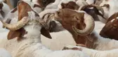 Kurban Bayramı Öncesi Kadıköy'de Vatandaşlar Bayramı ve Kurban Fiyatlarını Değerlendirdi