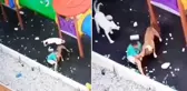 Sokak köpekleri parkta oynayan küçük çocuğa saldırdı