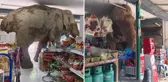 Vahşi fil marketi bastı, raflardaki atıştırmalıkları yedi