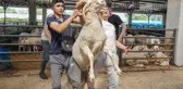 4 boynuzlu koç kurban pazarının gözdesi oldu
