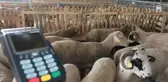 Kurbanlık alımında kredi kartı kullanmak caiz mi?
