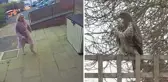 Şahin saldırısı kasabaya korku saldı! Çocuklar dışarı çıkamıyor