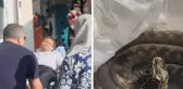 Bayram pikniğinde engerek yılanı ısırdı!