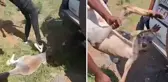 Savunmasız kanguruya yapılan işkence kan dondurdu