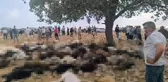 Şırnak'ta yıldırım isabet eden 99 küçükbaş hayvan telef oldu