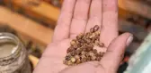 Geçmişte çöpe gidiyordu, şimdi kilosu 3 bin TL'den satılıyor