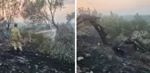Ayvalık'tan orman yangını! 100'ün üzerinde zeytin ağacı kül oldu