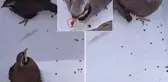 Görüntü Türkiye'den! Keklikleri rahatça öldürebilmek için yaptıkları şova bakın