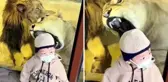 Tüyler ürperten anlar! Aslan küçük çocuğa saldırmaya çalıştı