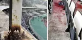 Şampiyonluk kutlaması kabusa dönüştü: 3 ölü, 81 yaralı