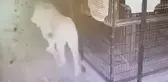 Aslanın Kaçma Anı Güvenlik Kamerasında