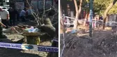İstanbul'da rüzgarın devirdiği ağaç 3 kişiyi yaraladı