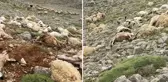 Yaylaya düşen yıldırım, 200 koyunu telef etti
