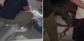 Manda aniden yola fırladı, ortalık kan gölüne döndü
