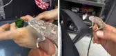 Sineklerle mücadele etmek için bukalemun beslemeye başladı