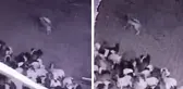 Batman'da sürüye kurt saldırısı! O anlar kameralarda