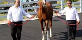 Milyonluk taylar, peynir ekmek gibi satıldı