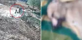 Bir köpeği işkenceyle katletti, diğerinin boğazını sıkıp derisini yüzdü
