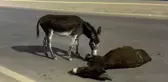 Sözün bittiği yer! Ölen annesinin başından bir an olsun ayrılmadı