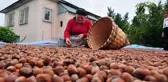 Fındık alım fiyatı belli oldu