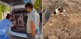 Sadık köpeği ünlü sanatçı sahiplendi! Verdiği Kürtçe isim dikkat çekiyor