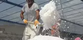 450 yıllık mucize! Dünyada sadece Kemah'ta var, 2 bin ton üretilecek