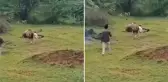 Aslanla yakın çekim uğruna az daha canından oluyordu