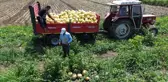 Sadece Bafra Ovası'nda yetişiyor! Süheyla Kavunu'nun kilosu 12 TL'den kapış kapış gidiyor