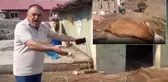 Ardahan'da durum vahim! 6 hayvanını kaybeden üretici ahırı gösterip isyan etti