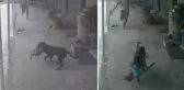 Sokak köpeğinin kaçırmaya çalıştığı çocuğun imdadına babası yetişti