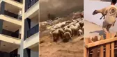 İnsanlığımızdan utandık! Yangından kaçan çoban ve koyunları siteye alınmadı