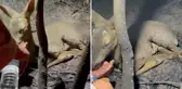 Çanakkale'de yürekleri parçalayan görüntü