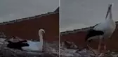 Yaren Leylek depremi önceden hissetti mi? Sıra dışı hareketleri kamerada