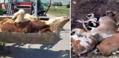Ardahan'ın sessiz çığlığı! Ölen hayvan sayısı korkunç boyutlara ulaştı