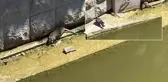 Türkiye'nin Venedik'ini fareler bastı