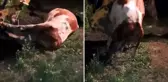 Ardahan'ın çöküşü! Gömülen sadece hayvanlar değil, umutlar ve emekler de toprağa karışıyor