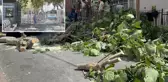 İstanbul'da fırtına alarmı! Ağaçlar devrildi, Gülhane Parkı kapatıldı