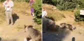 Görüntü Türkiye'den! Elinde bebeğiyle ayı saldırısına uğradı