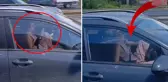 Sürücüdeki rahatlığa bak! Trafikte akılalmaz görüntüler