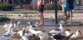'Şartlı tahliye' edilen kazlar yine sahile indi