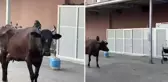 Çiftlikten kaçan inek hastanenin acil servisine girdi