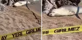Sahil yüzmeye giden kişi, fok balığıyla karşılaştı! İşte o anlar