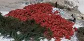 Tonlarca kuru soğanı boş araziye attılar, gören akın etti
